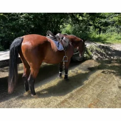 bonnet cheval