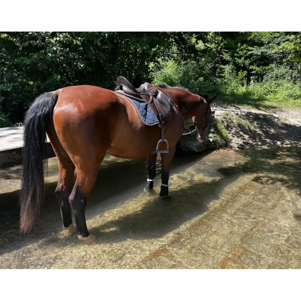 bonnet cheval