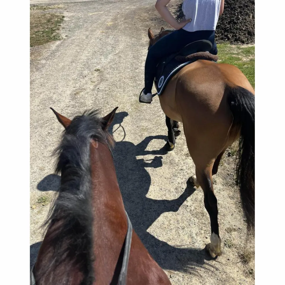 bonnet cheval