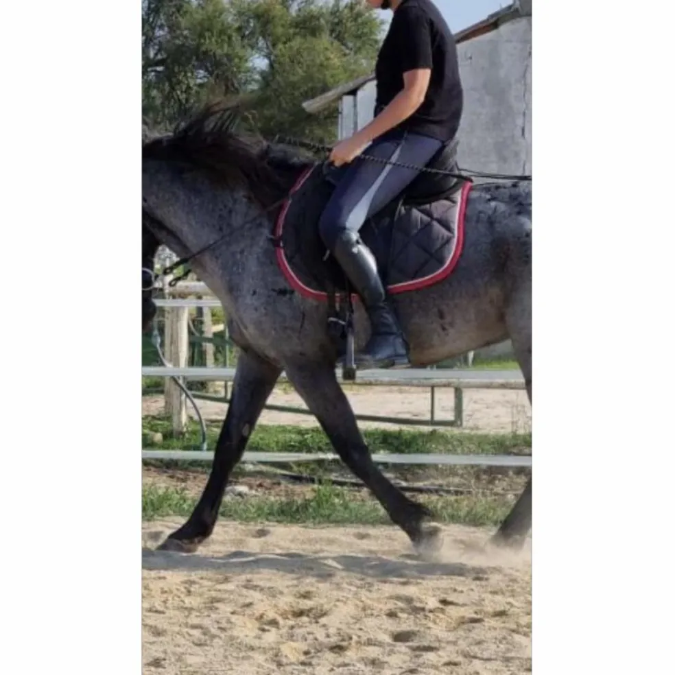 Bottes tattini
