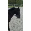 Bride taille cob