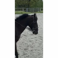 Bride taille cob