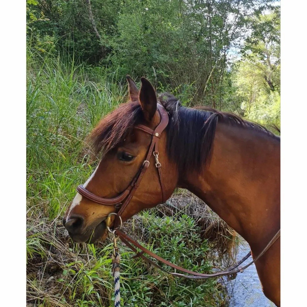Bridon anatomique forestier