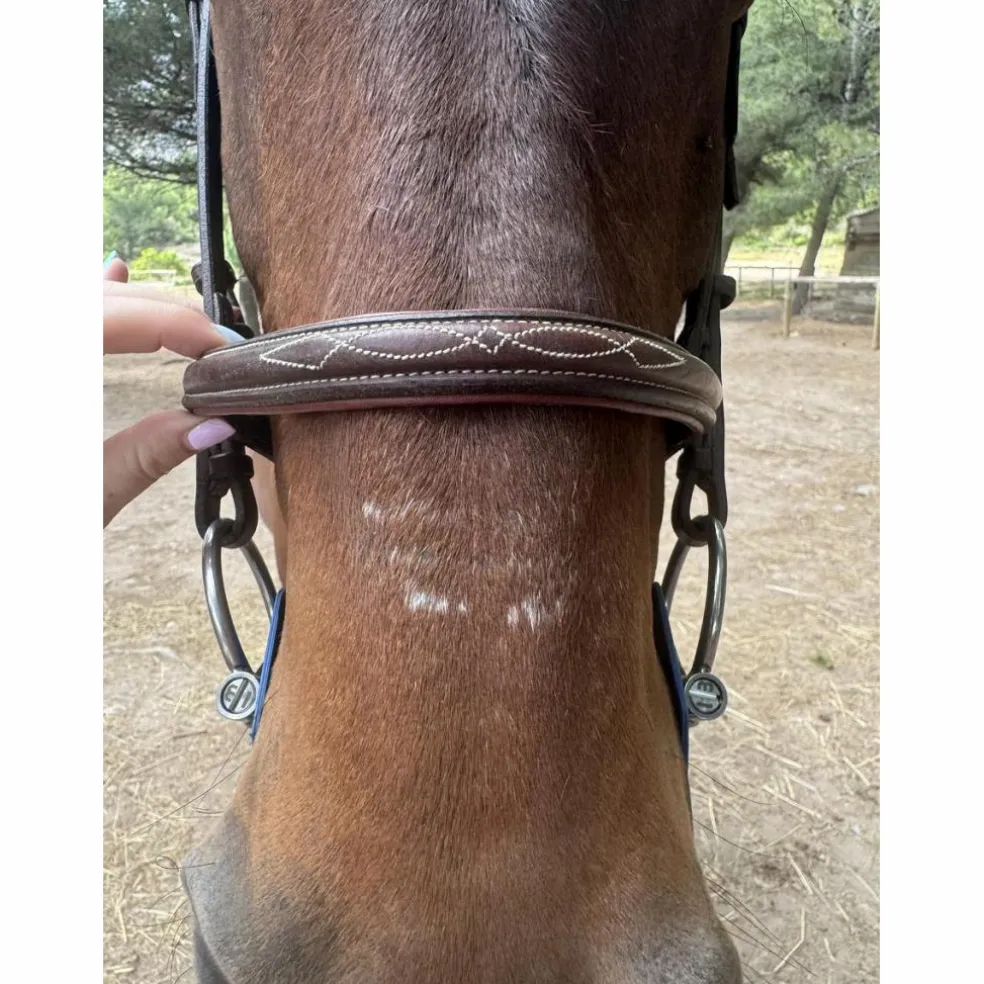 Bridon cwd