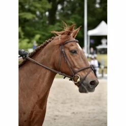 Bridon CWD + rênes
