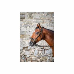 Bridon Hackamore Dyon Neuf