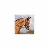 Bridon Horseware Micklem Competition