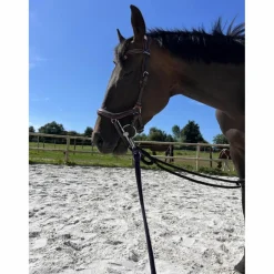 bridon Jump’in