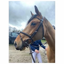 Bridon Jump’in - Wednesday