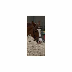 Bridon Jump’in model New york