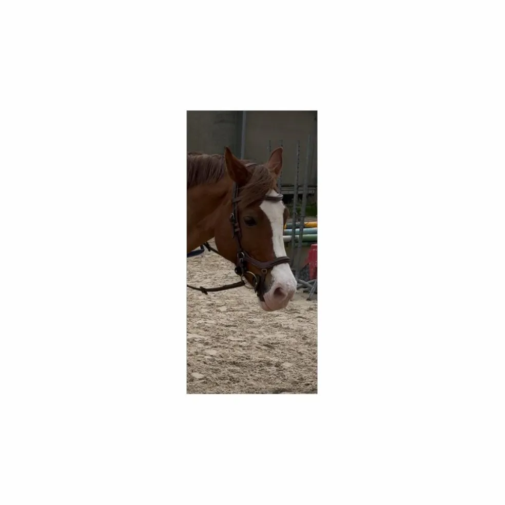 Bridon Jump’in model New york