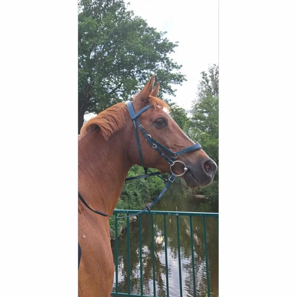Bridon marathon zilco