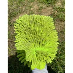 brosse poussiere