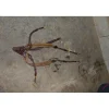 Collier chasse elastique