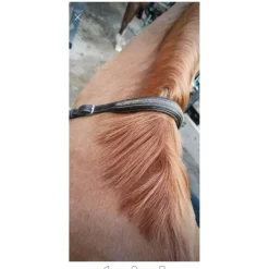 Collier de chasse