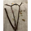 Collier de chasse