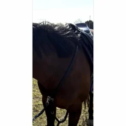 Collier de chasse + martingale Antares