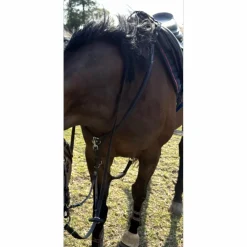 Collier de chasse + martingale Antares