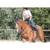 Collier de chasse + martincgale 5 points devoucoux havane *