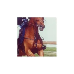 Collier de chasse + martingale Norton