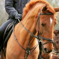 Collier de chasse + martingale Norton