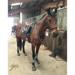 Collier de chasse + martingale