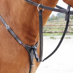 Collier de chasse + Martingale Dansel