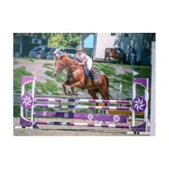 Collier de chasse + martingale cuir et élastiques beige HFI
