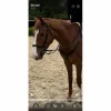 collier de chasse + martingale norton