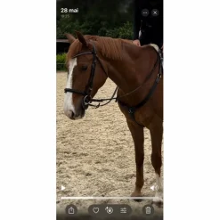 collier de chasse + martingale norton