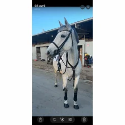 collier de chasse + martingale norton