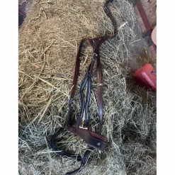 collier de chasse Antares
