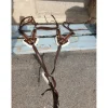collier de chasse avec martinguale