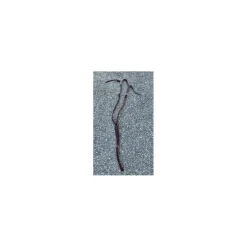 Collier de chasse cheval