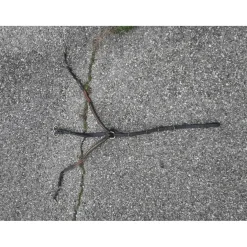 Collier de chasse clincher pro tanner