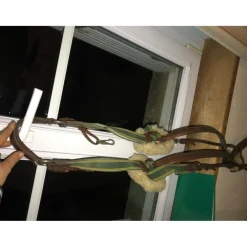 Collier de chasse devoucoux taille cheval