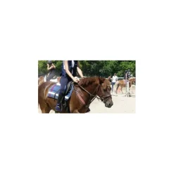 Collier de chasse martingale