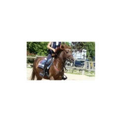 Collier de chasse martingale