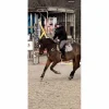 collier de chasse martingale 5 point