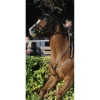 Collier de chasse privilège équitation