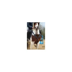 Collier de chasse time rider