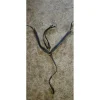 Collier de chasse/martingale
