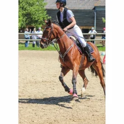 Collier de chasse+martinguale jump’in