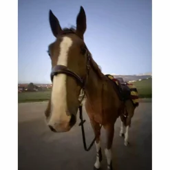 couvre rein horseware