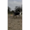 couvre reins HKM