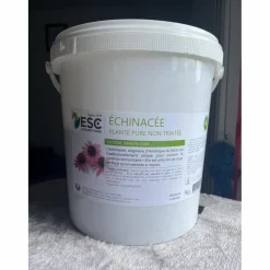 Echinacée