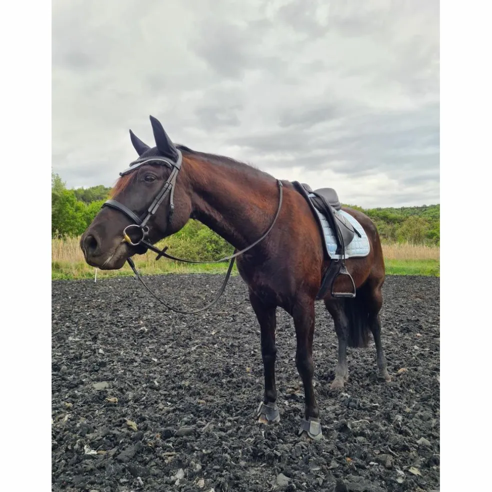 Ensemble Equito dressage Morning sky