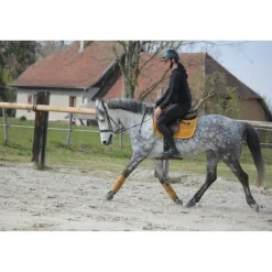 ensemble tapis bande kentucky