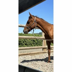 ensemble éthologique breizh etho