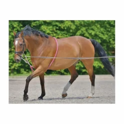 Entraînement pour longe poney